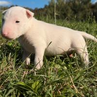 Bull terrier miniature