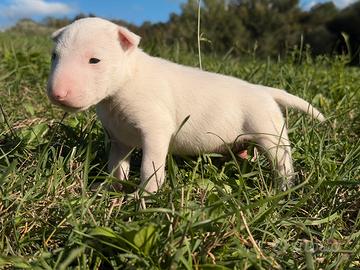Bull terrier miniature