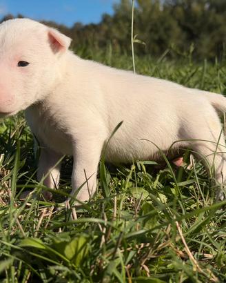 Bull terrier miniature