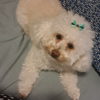 Accoppiamento Maltipoo