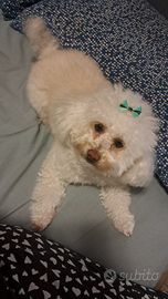 Accoppiamento Maltipoo