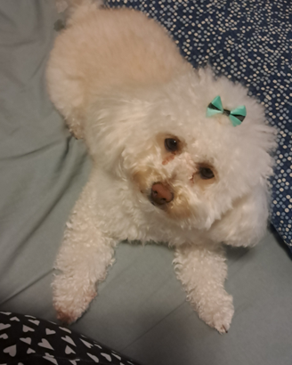 Accoppiamento Maltipoo