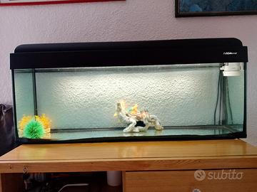 acquario 