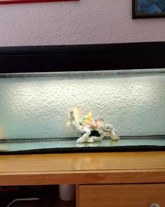acquario 