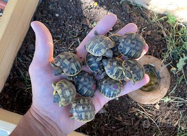 Tartarughe di terra hermanni