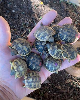 Tartarughe di terra hermanni