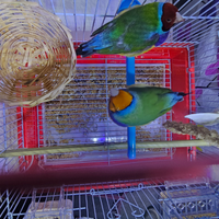 Diamati di gould