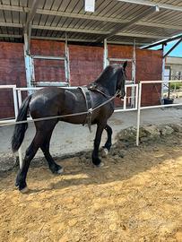 Frisone Maschio 30 mesi