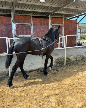 Frisone Maschio 30 mesi