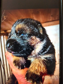 Cuccioli pastore tedesco e setter inglese