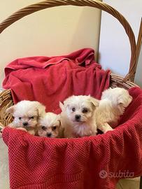 Cuccioli Maltipoo toy