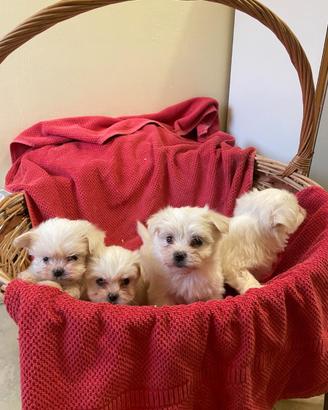 Cuccioli Maltipoo toy