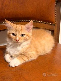 Cuccioli gatto siberiano
