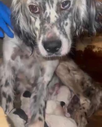Cucciolo Setter/Breton