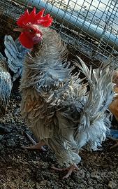 galline nane frizzlee 