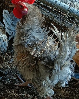 galline nane frizzlee 