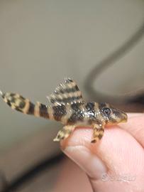 Pleco L233