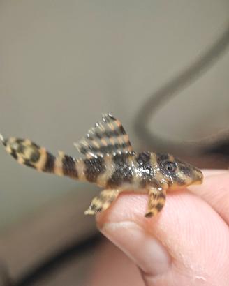 Pleco L233