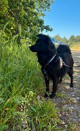 Magnifico oliver: un tesoro prezioso d 10 kg