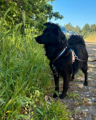 Magnifico oliver: un tesoro prezioso d 10 kg