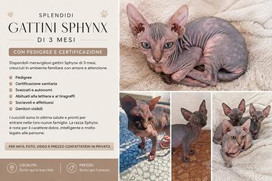 Gattini Sphynx