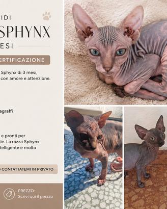 Gattini Sphynx