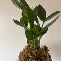 Kokedama Zamioculcas