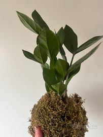 Kokedama Zamioculcas