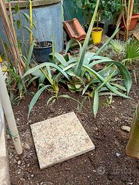 EURO 3 AGAVI AMERICANA GIOVANI