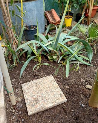 EURO 3 AGAVI AMERICANA GIOVANI