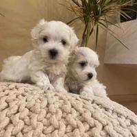 Maltese mini maltese