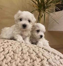 Maltese mini maltese