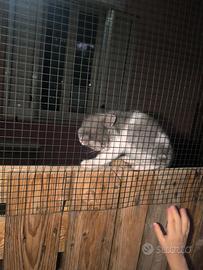 Gattino 2 mesi