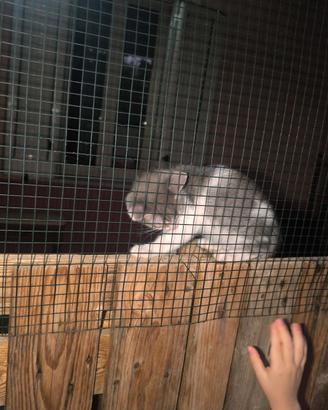 Gattino 2 mesi