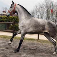 Cavalla Andalusa