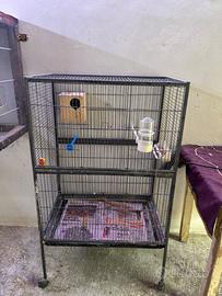 Pappagallo inseparabile