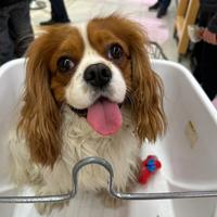 Prince Cavalier king per accoppiamento