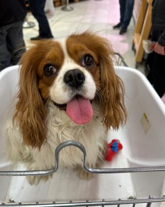 Prince Cavalier king per accoppiamento