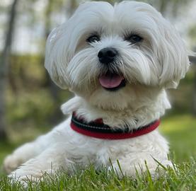 Maltese