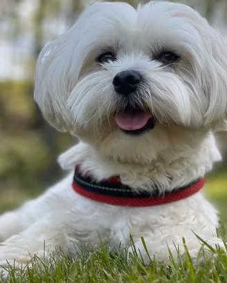 Maltese