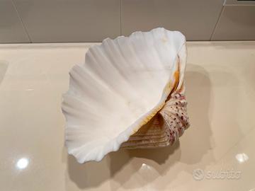 Conchiglia decorativa: TRIDACNE GIGA cm. 25