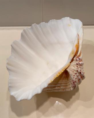 Conchiglia decorativa: TRIDACNE GIGA cm. 25