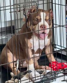 American Bully Pocket Femmina
