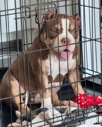 American Bully Pocket Femmina