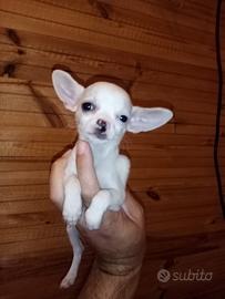 Coppietta di chihuahua Toy
