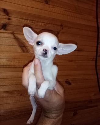 Coppietta di chihuahua Toy