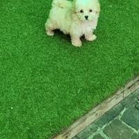 Maltipoo small