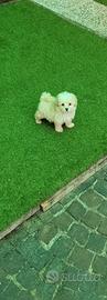 Maltipoo small