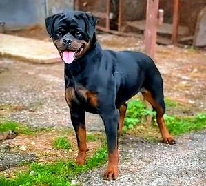 Rottweiler cucciolona