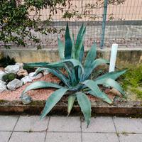 agave americana adulta 